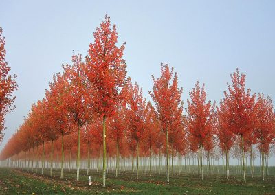 Acer rubrum October Glory Herbstfärbung