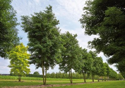 Robinia pseudoacacia Unifoliola mehrstämmig aufgeastet