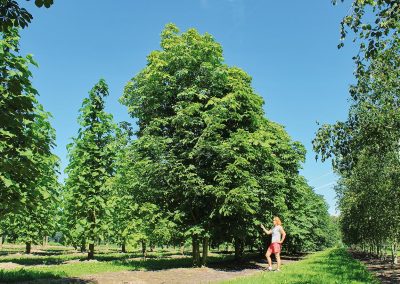 Aesculus hippocastanum mehrstämmig