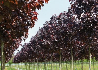 Acer platanoides Royal Red