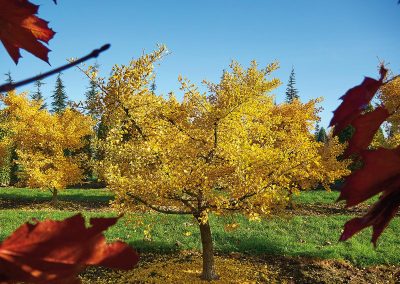 Ginkgo biloba Tubifolia Herbstfärbung