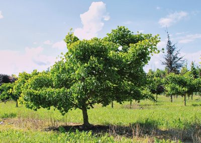 Ginkgo biloba Dila