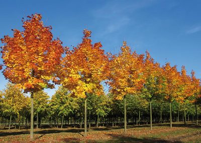 Acer platanoides Columnare Dila Herbstfärbung