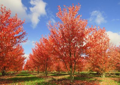 Acer rubrum Red Sunset mehrstämmig aufgeastet