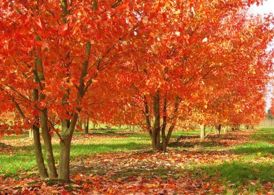 Acer rubrum Red Sunset mehrstämmig aufgeastet