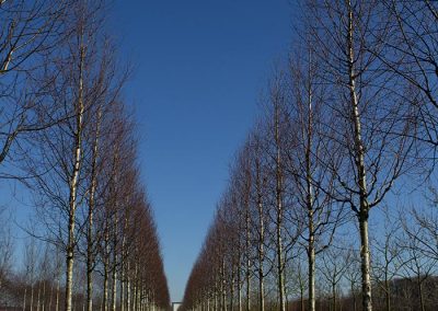 Betula ermanii Holland