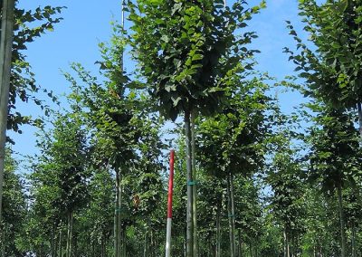 Carpinus betulus Beekmann