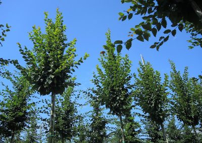 Carpinus betulus Beekmann