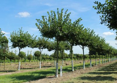 Crataegus crus galli Trichter