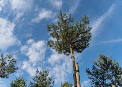 Pinus sylvestris