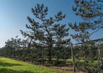 Pinus sylvestris Norske Typ