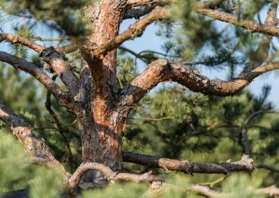 Pinus sylvestris Norske Typ