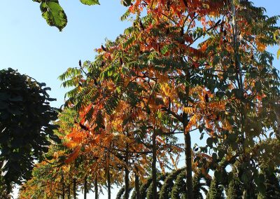 Rhus typhina