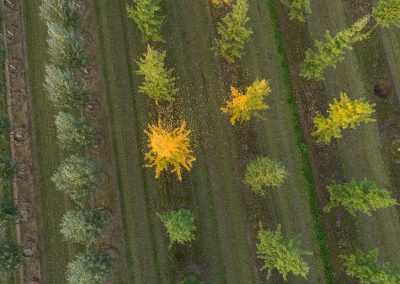 Ginkgo biloba Luftbild