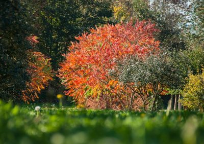 Rhus typhina Herbstfärbung