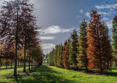 Taxodium distichum Herbstfärbung