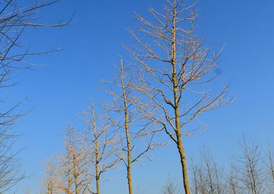 Sophora japonica Golden Standard