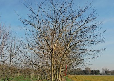 Sophora japonica mehrstämmig