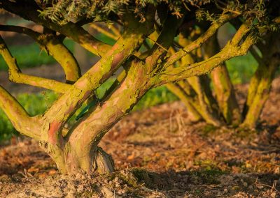 Taxus baccata mehrstämmig