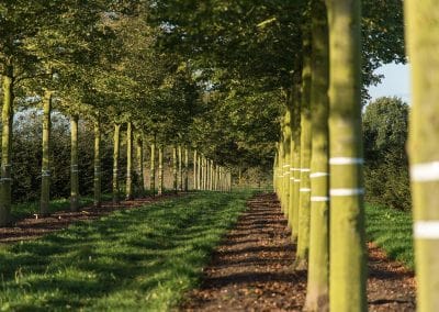 Tilia cordata