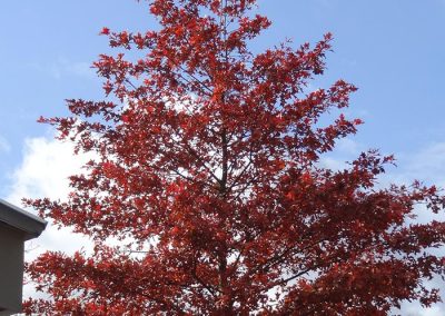Wuppertal Quercus palustris