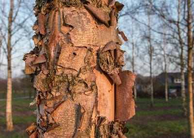 Betula nigra Rinde