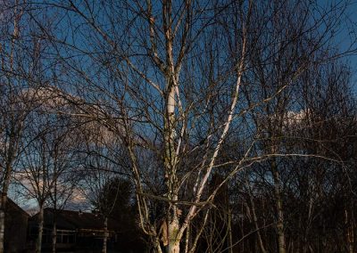 Betula aufgebunden