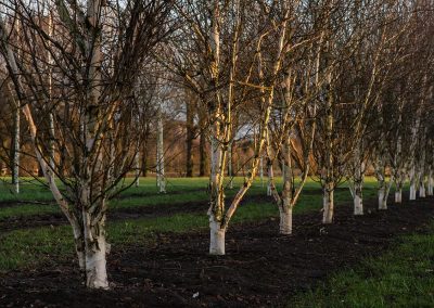 Betula aufgebunden