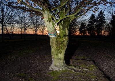 Carpinus betulus