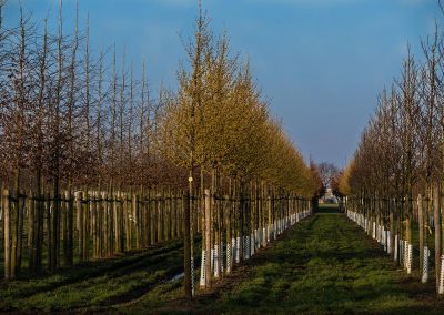 Cornus robins pride