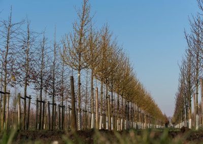 Cornus robins pride