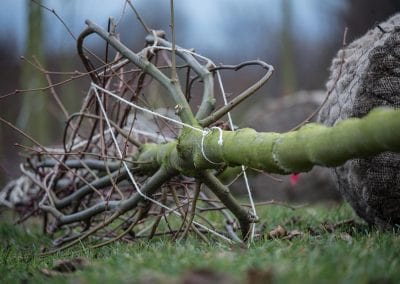 Tilia gebunden