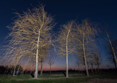 Salix alba Tristis