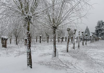 Salix alba Winterschnitt