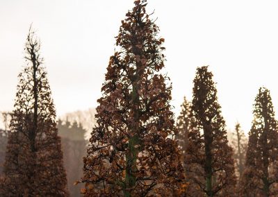 Fagus sylvatica Kegel Herbstfärbung