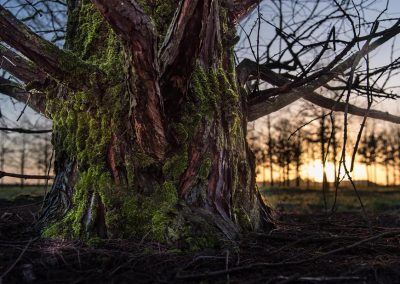 Metasequoia glyptostroboides Wurzelhals