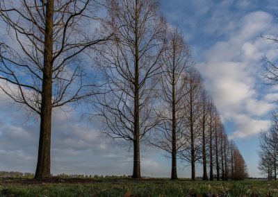 Metasequoia glyptostroboides