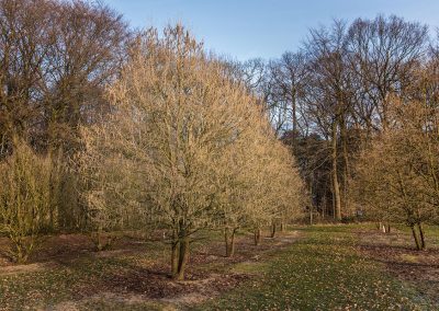 Alnus mehrstämmig