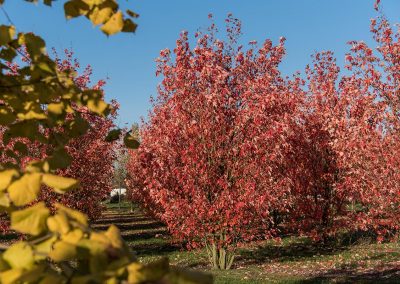 Acer freemanii Autumn Blaze Herbstfärbung