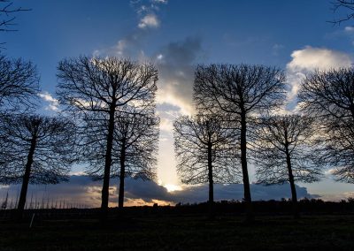 Tilia europaea Pallida Typ Lappen Kasten auf Stamm