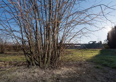 Tilia mehrtriebig