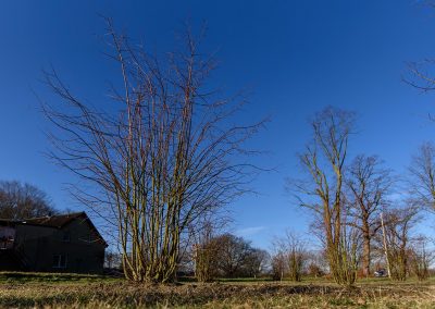 Tilia mehrtriebig