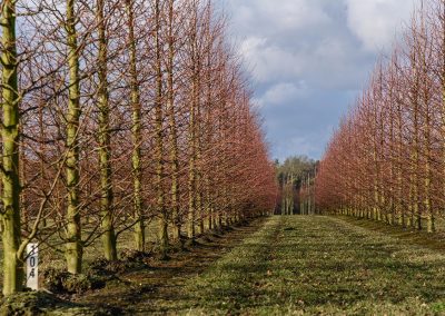 Tilia Stammbusch