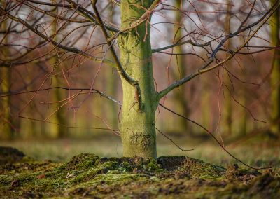 Tilia Stammbusch