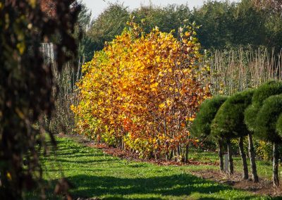 Herbstimpressionen