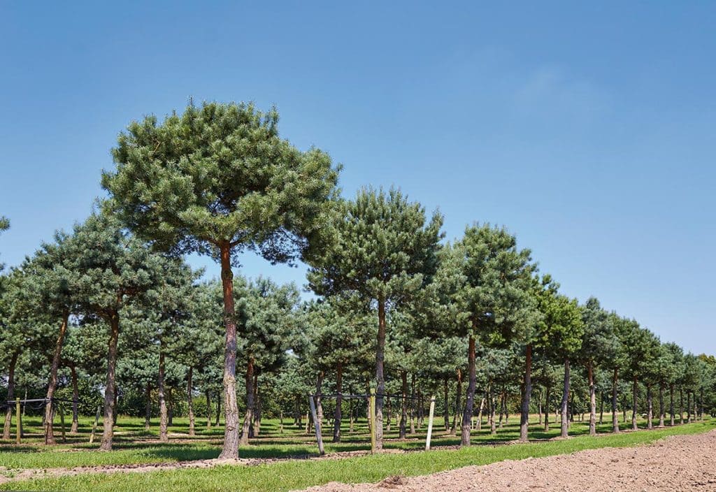 Pinus sylvestris pinienförmig geschnitten