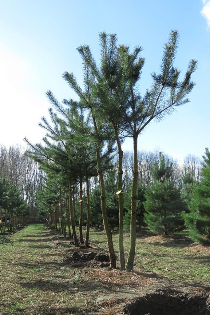 Pinus sylvestris mehrstämmig aufgeastet