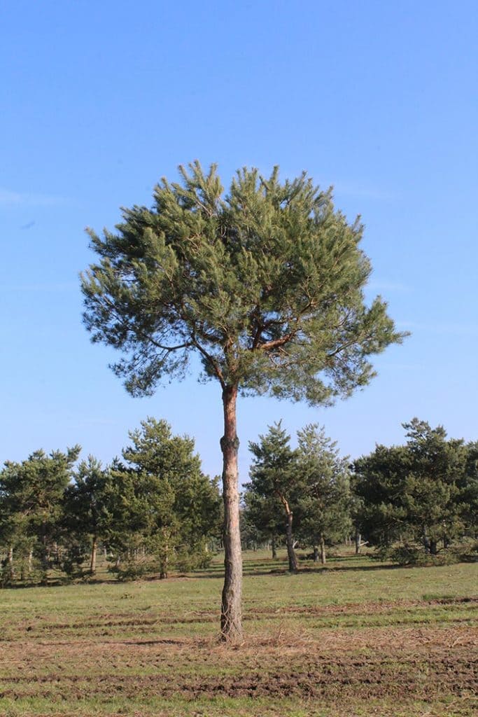 Pinus sylvestris Pinienform