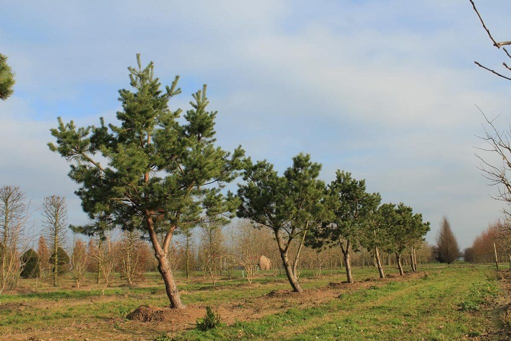 Pinus sylvestris Windbraut