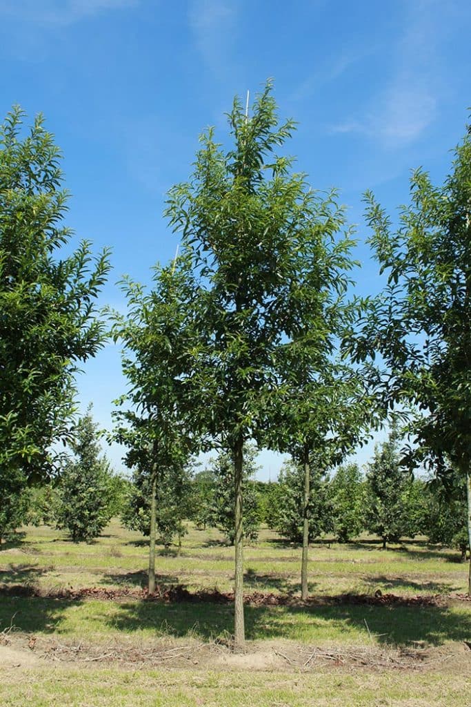 Quercus castaneifolia Green Spire